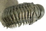 Flying Crotalocephalina Trilobite - Exposed Hypostome #359235-3